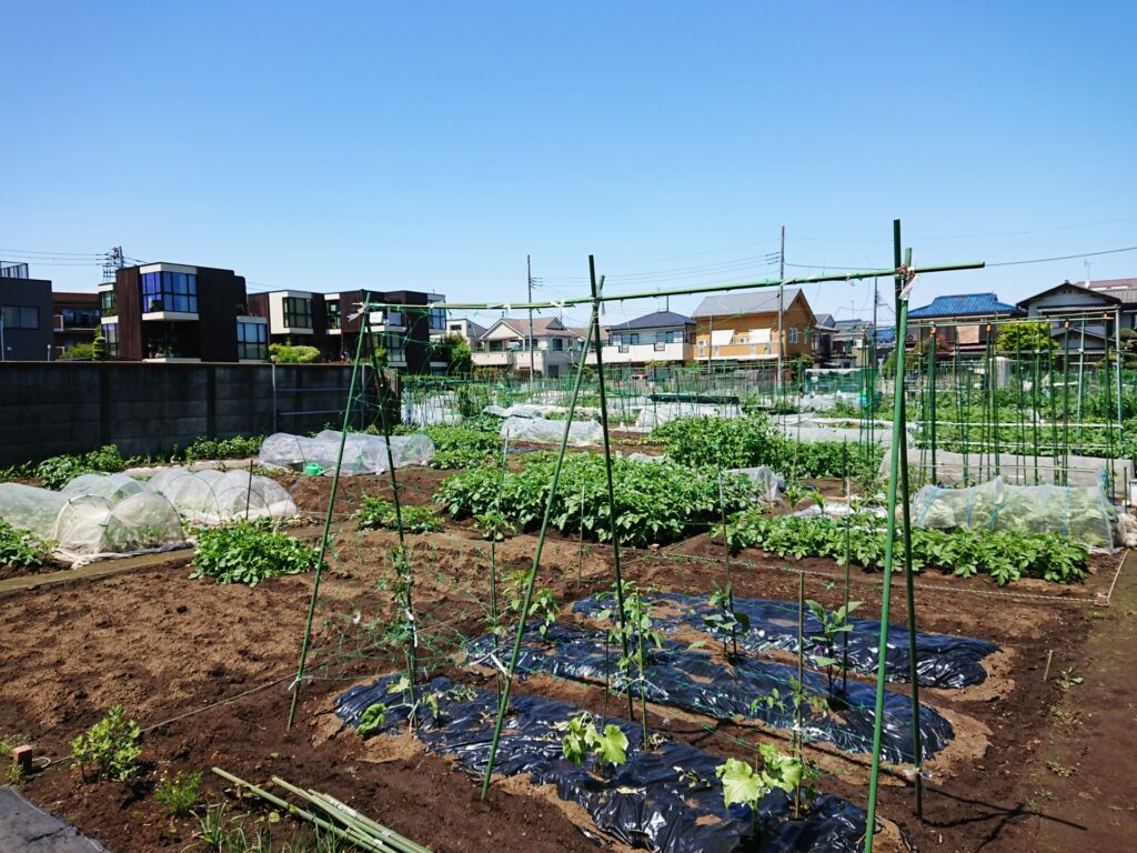 街中の貸し農園で家庭菜園をする様子