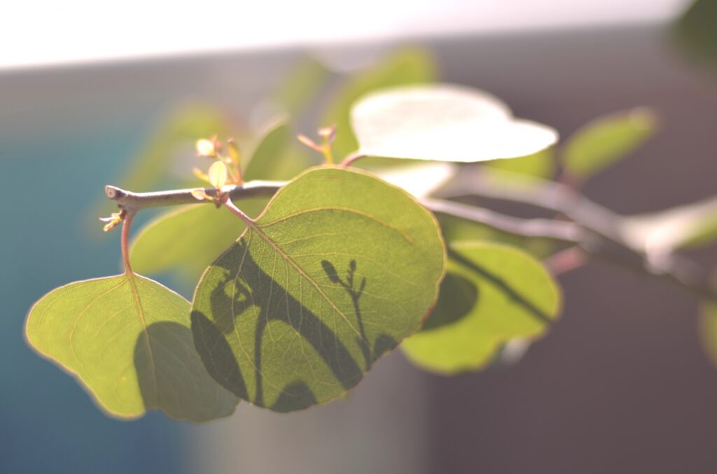 日光を受ける植物の葉