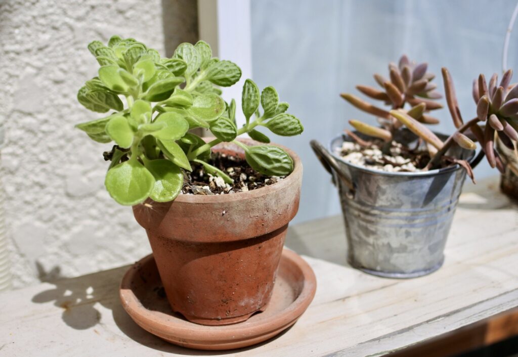 棚を使って植物が日光を受けている