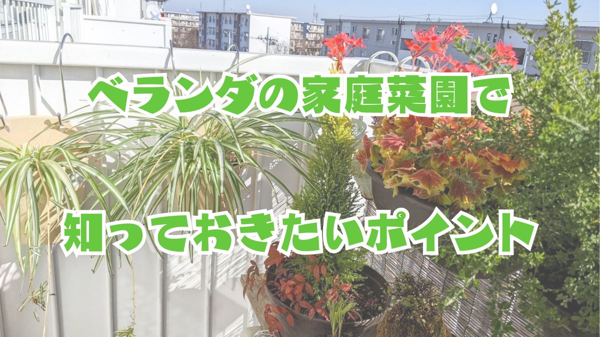 ベランダの家庭菜園の風景