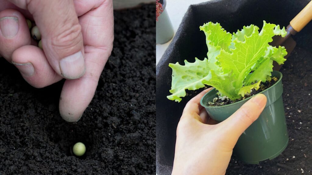 種をまく様子
苗を植える様子