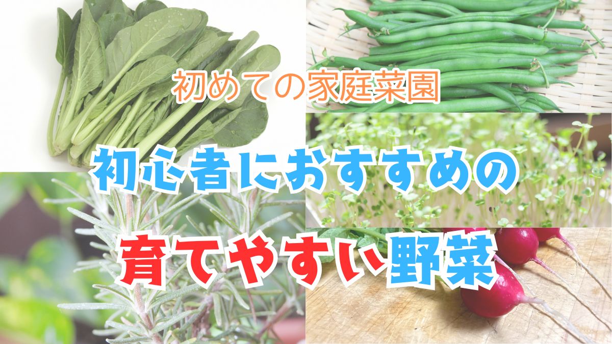 おすすめの野菜の写真をコラージュ