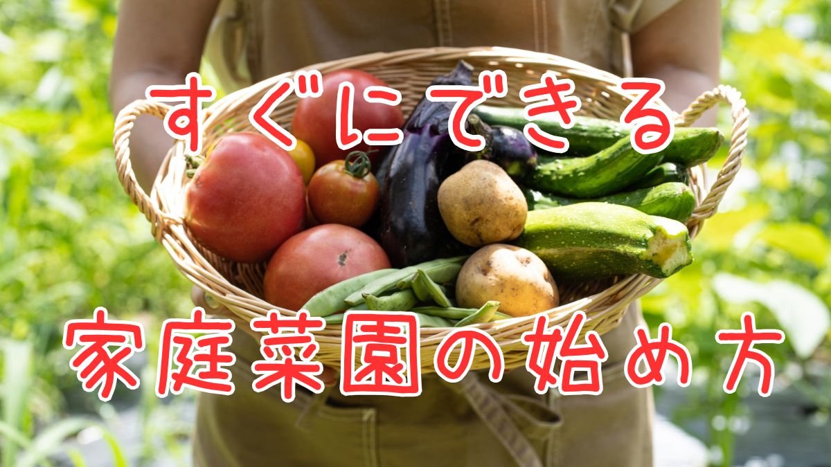 すぐにできる家庭菜園の始め方