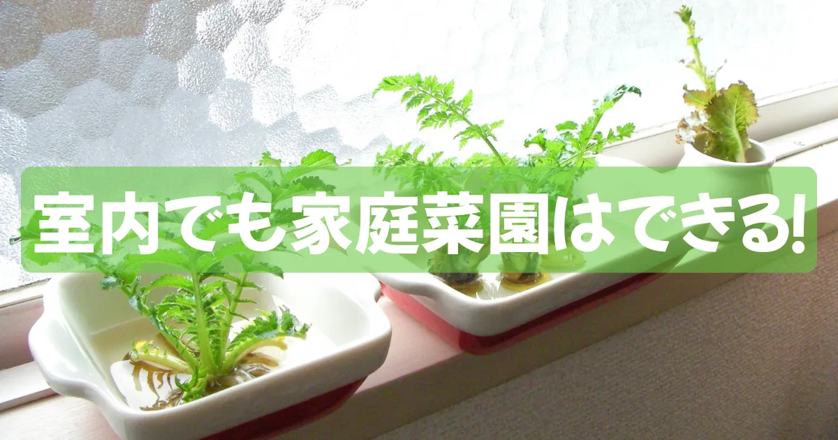 室内の家庭菜園の様子