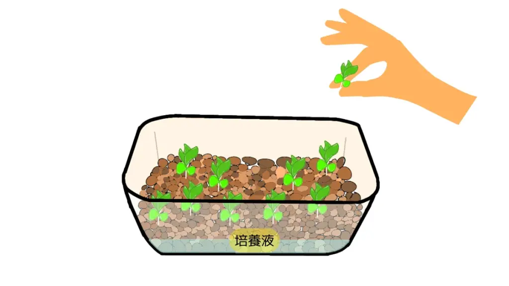 間引きして培養液に切り替え