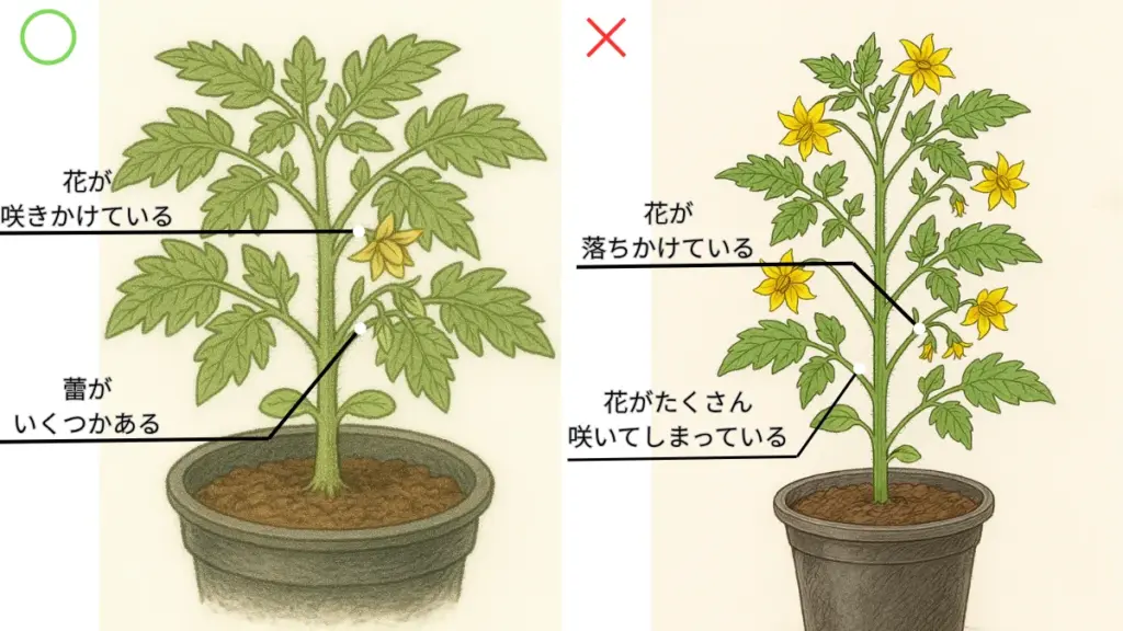 蕾の良い例と悪い例