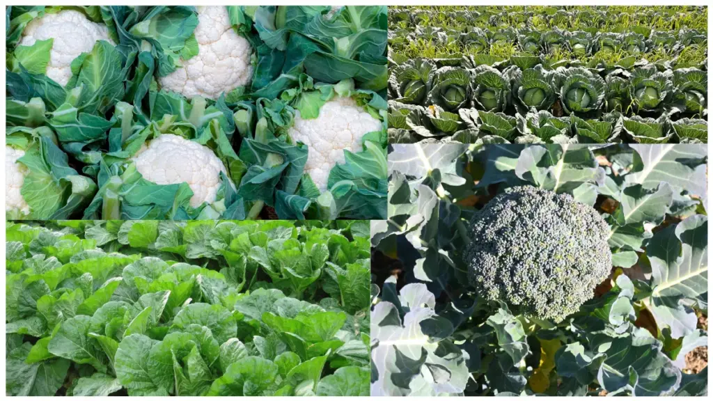 栽培期間が長い野菜