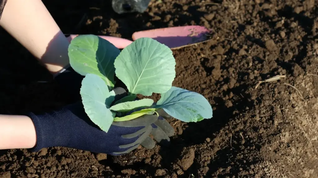 苗を植える