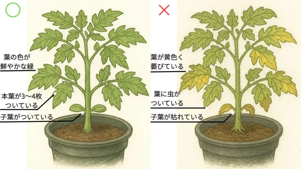葉の良い例と悪い例