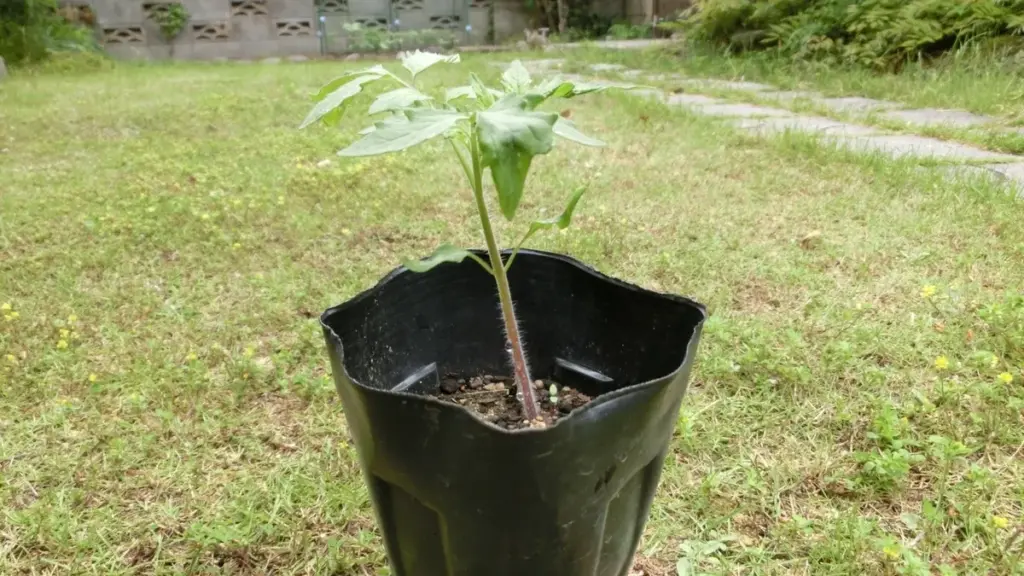 トマトの苗