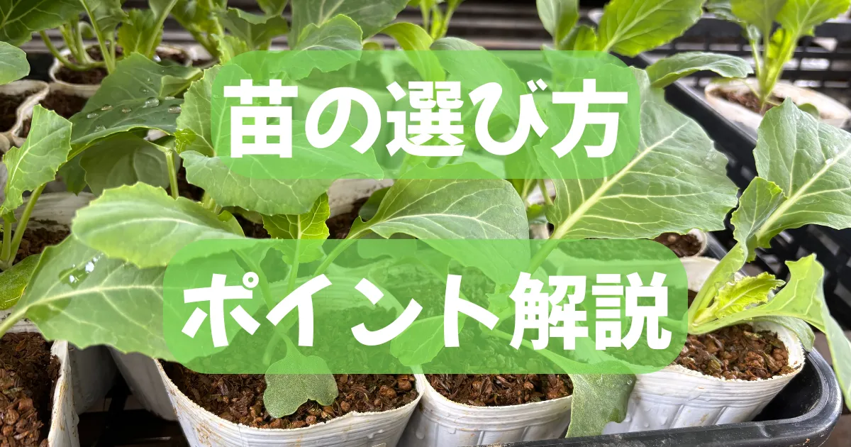 苗の選び方