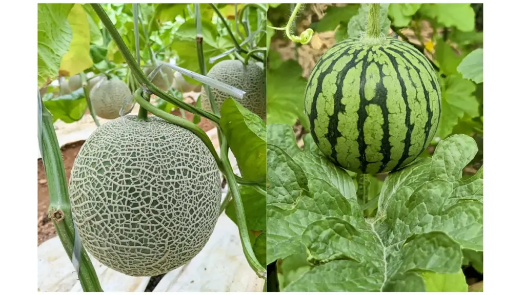 高度な野菜
